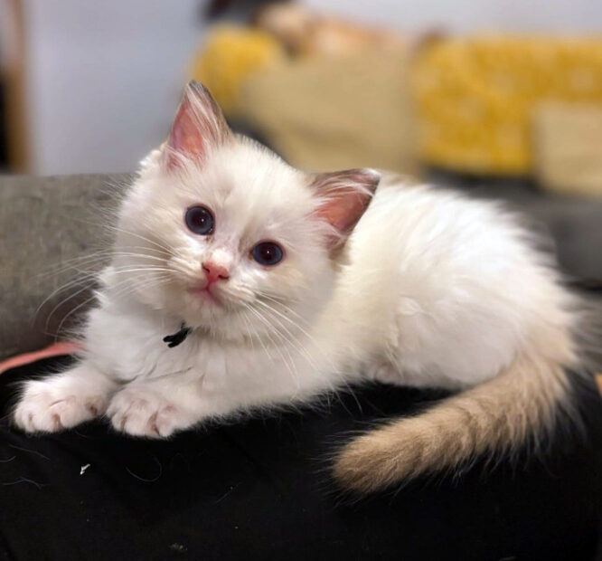 ACRA Sophie ragdoll kittens may 2024 Coco on lap