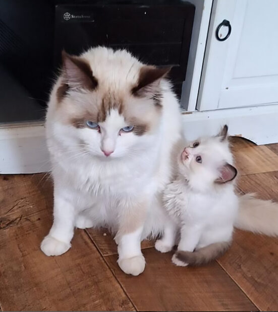 ACRA Sophie ragdoll kittens may 2024 Eugene with dad Bear