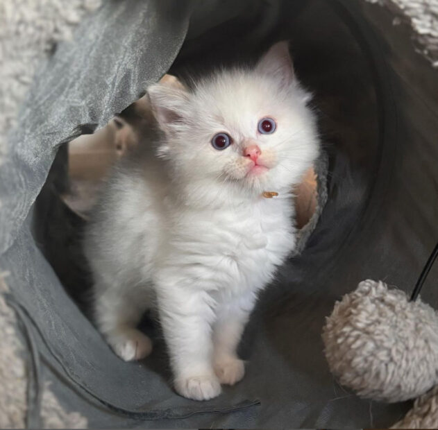 ACRA Sophie ragdoll kittens may 2024 Raymond lilac bicolour