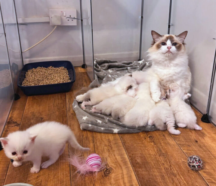 ACRA Sophie ragdoll kittens may 2024 downstairs in pen