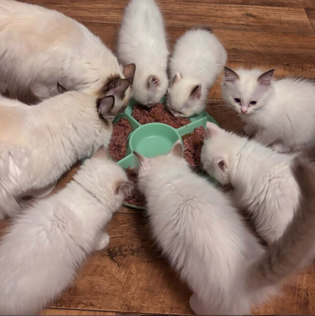 ACRA Sophie ragdoll kittens may 2024 kittens feeding with parents
