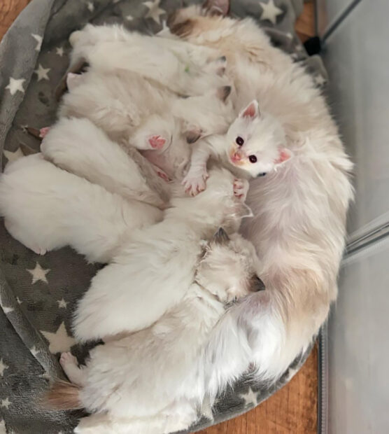 ACRA Sophie ragdoll kittens may 2024 kittens with mum