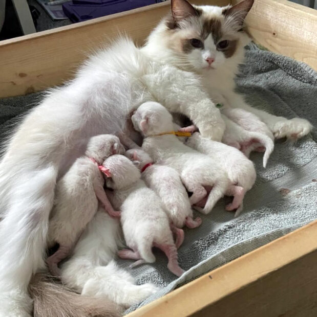 ACRA Sophie ragdoll kittens may 2024 young kittens feeding