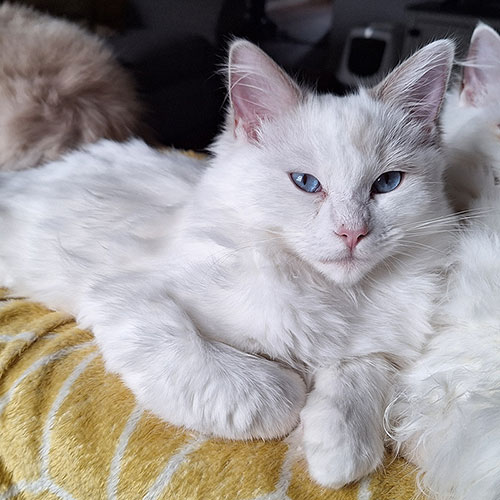 Raymond - Sophie Ragdoll Corner litter May 2024