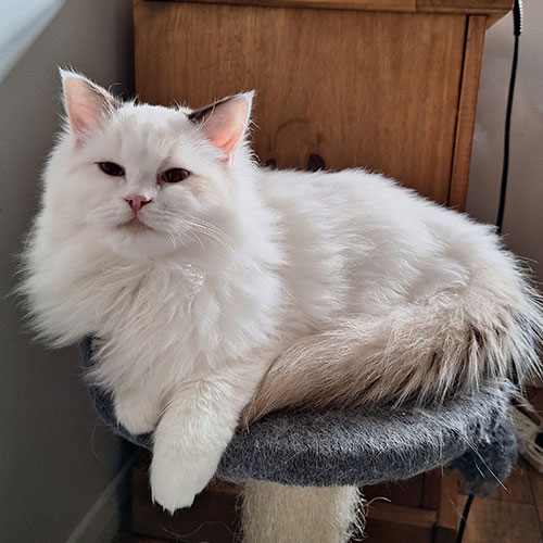 Zucker - Sophie Ragdoll Corner litter May 2024