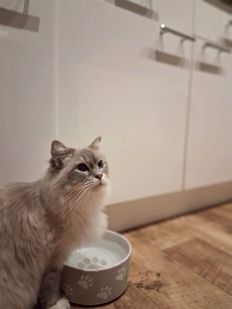 Ragdoll Corner Tabitha Queen 4