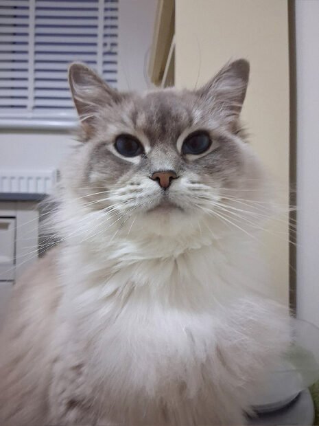 Ragdoll Corner Tabitha Queen 4