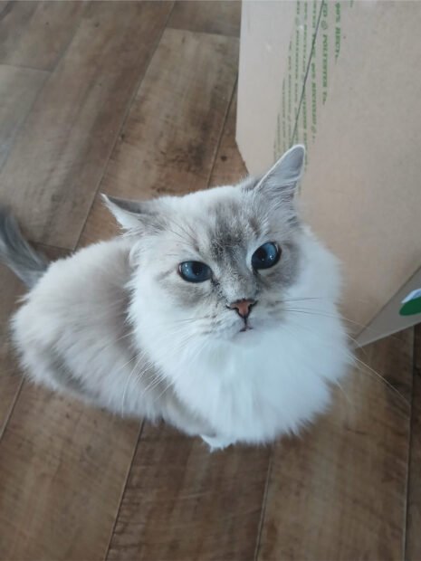Ragdoll Corner Tabitha Queen 5