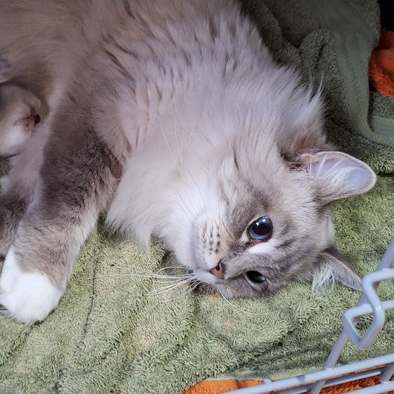 Tabitha Ragdoll Corner Queen relaxing with kittens