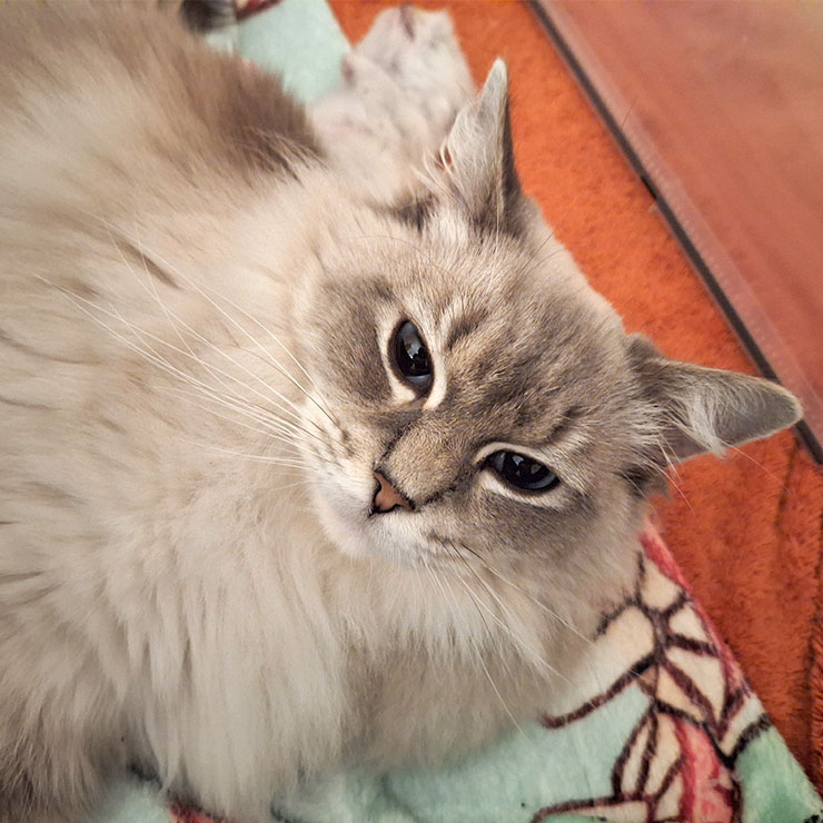 Tabitha Ragdoll Corner Queen