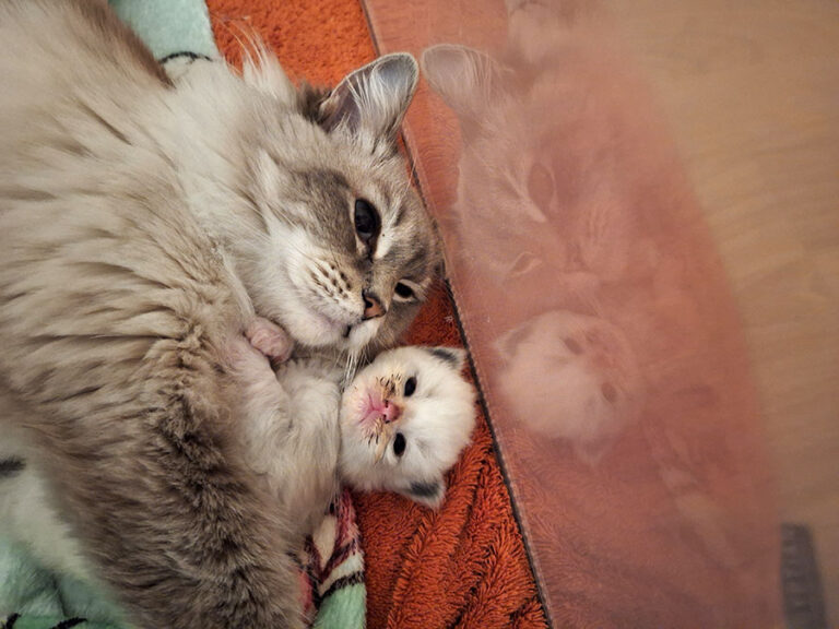 Tabitha Ragdoll Corner hugging kitten