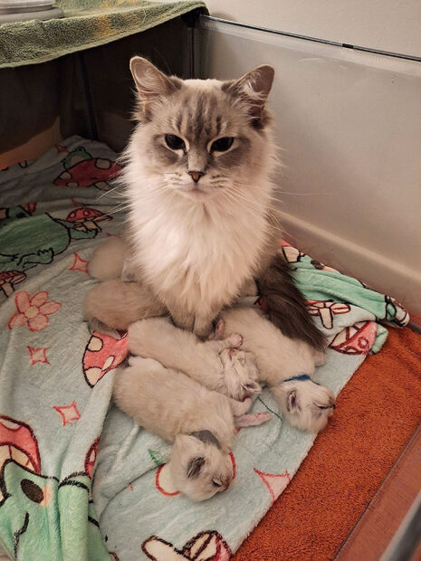 Tabitha Ragdoll Corner surrounded by sleeping kittens