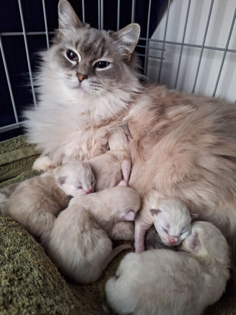 Tabitha Ragdoll Corner with 1 week old kittens