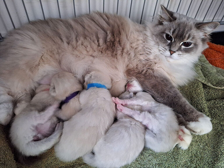 Tabitha Ragdoll Corner with 2 week old kittens