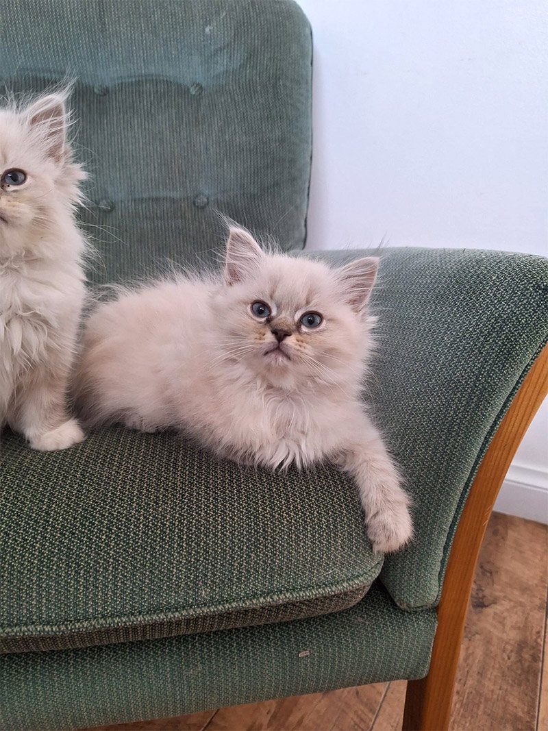 Ajani, Tabithas litter January 2026 ACRA Ragdolls