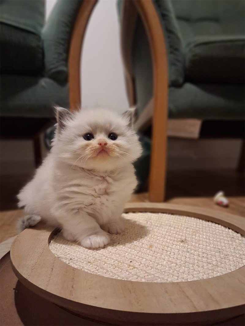 Arlinn, Tabithas litter January 2026 ACRA Ragdolls