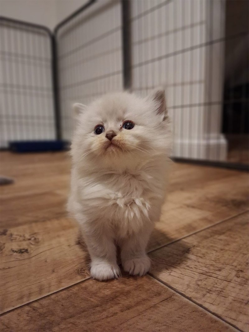 Nahiri, Tabithas litter January 2026 ACRA Ragdolls