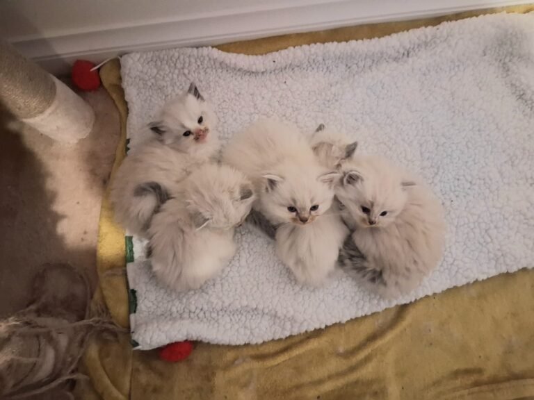Tabitha litter 2026 01