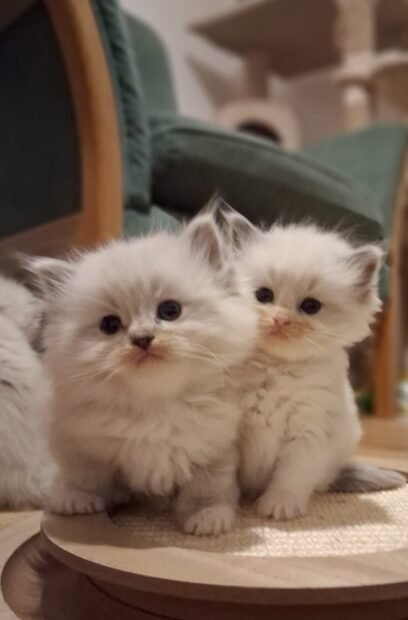Tabitha litter 2026 02