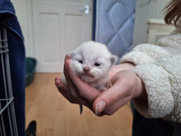 Tabitha litter 2026 03