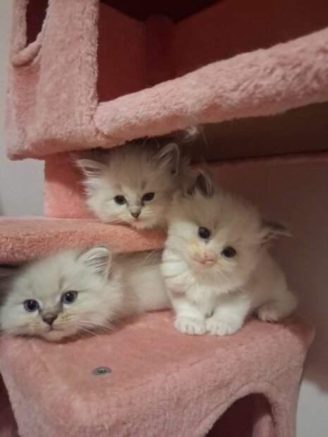 Tabitha litter 2026 04