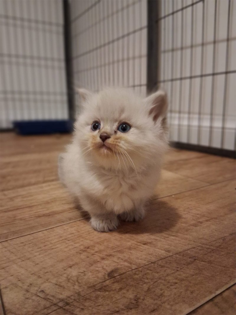 Teferi, Tabithas litter January 2026 ACRA Ragdolls