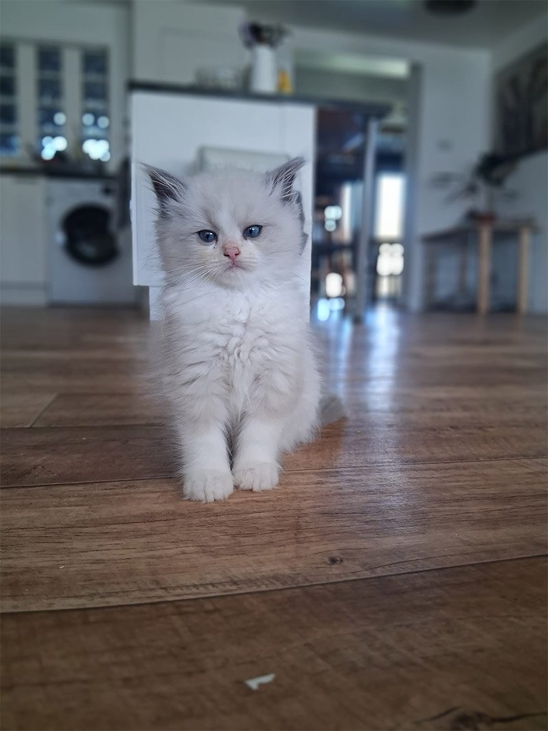 Tezzeret, Tabithas litter January 2026 ACRA Ragdolls